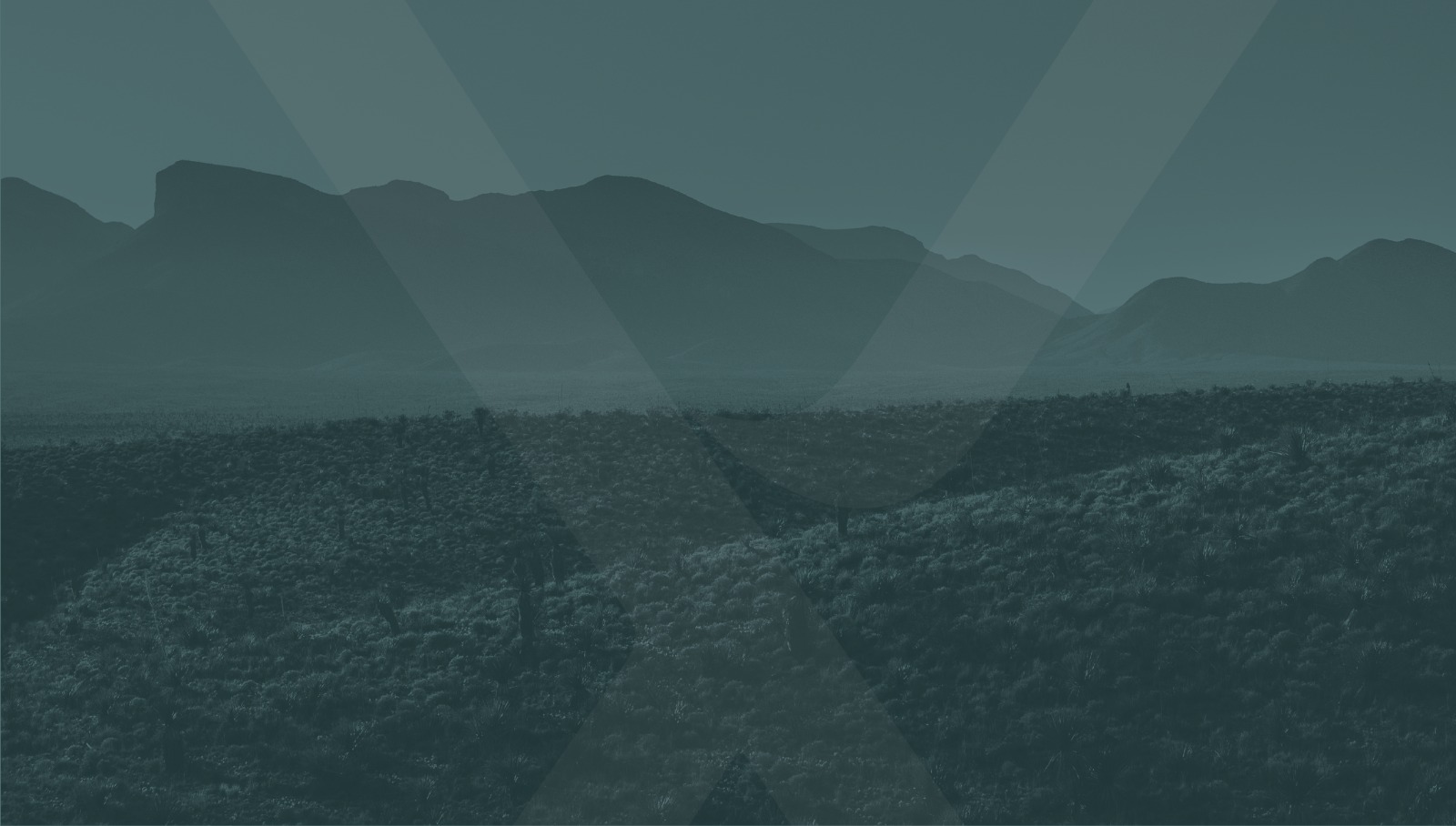 Premium Pima cotton grown in Chihuahua, Mexico